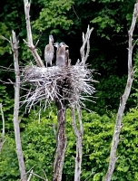 Heron_Fledglings_copy_jpeg.jpg