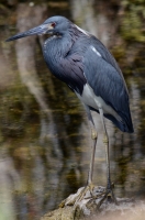 Heron_Portrait_Everglades_NECC__jpeg.jpg
