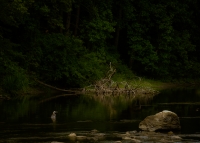 Heron_at_the_Housatonic.JPG