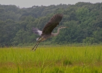 Heron_on_Take_Off.jpg