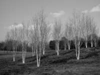 Housatonic_Camera_Club__Wilkinson2C_Ann_New_Birches.jpg