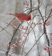 IMG_0009_Cardinal_and_Berries.jpg