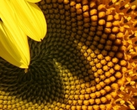 IMG_1102__SUNFLOWER_PATTERNS_JRossman.jpg