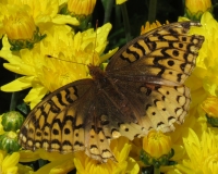 IMG_1111_Battered_Butterfly_JRossman.jpg