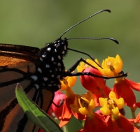 IMG_1256__MONARCH_BUTTERFLY--SLRUP21_J_Rossman.jpg