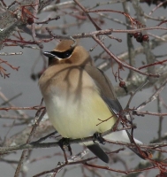 IMG_2432_Winter_Cedar_Waxwing_JRossmn.jpg