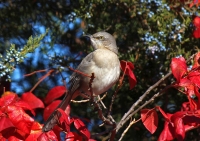 IMG_4778_Mockingbird_and_Ivy-JRoss.jpg