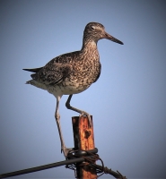 IMG_6105__Winking_Willet--Jane_R.jpg