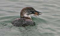 IMG_8435_Loon_Lunch_JRoss.jpg