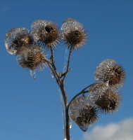 Ice_Capped_Burdock_-_JER.jpg