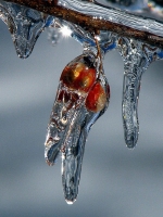 Icy_Berries_1_Jane_Rossman.jpg