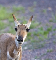 Inquisitive_Pronghorn_DDingee.jpg