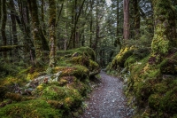 Into_the_Woods-Fiordland_J_Landon.jpg