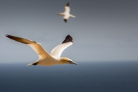 John_Landon_Gannets_281_of_129.jpg