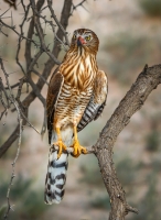 Juv__Lesser_Kestral_JLandon.jpg