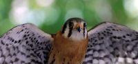 Kestrel_Taking_Off-JRossmn.jpg