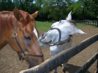 Kissing-Horses.jpg