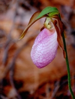 Ladyslipper_j_gott.jpeg