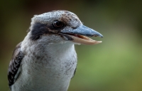 Laughing_kookaburra__J_Landon.jpg