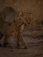 Leopard-Mom-and-Cub-Neil-Nourse.jpg