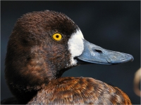 Lesser_Scaup_portret.jpg