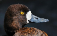 Lesser_Scaup_portret~0.jpg