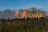 Light_Beyond_the_Reeds_resized.jpg