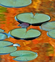 Lily_Pads_on_Autumn_Pond_J_Rossman.jpg