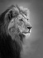 Lion-_Blackie_-B_W-Portrait-Neil-Nourse.jpg