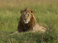 Lion_Resting_1_Neil_Nourse.jpg