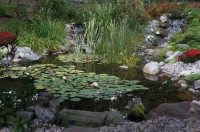 Llily_pond2C_NECCC_pi.jpg