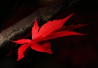 Lone-Red-Leaf-Jane_Rossman.jpg