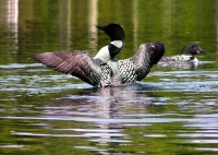 Loon_Display2C_Squam_Lake2C_NH.jpg