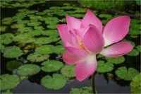 Lotus_in_a_Pond.jpg