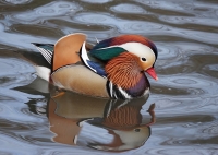 Mandarine-Duck.jpg