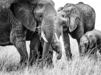 Mara_Elephants_in_the_Rain_Neil_Nourse.jpg