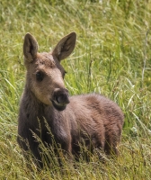 Moose_Calf_DDingee.jpg