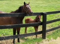 Mother-and-Foal.jpg