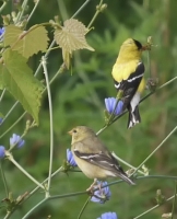 MrandMrsFinch_NancyZannini.jpg