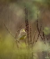 Mystery_Warbler_A_Kearney__DSC_2173.jpg