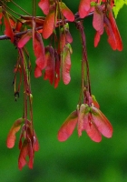 Next_Generation-Maple_Seeds-Jane_Rossman.jpg