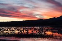 North_Crane_Pool_At_Dusk.jpg