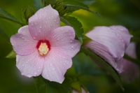 O_Wilkinson2CAnn_Hibiscus_in_Rain_HousatonicCC.jpg