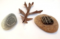 Oak_Leaf_and_Beach_Stones_by_G__A__Mudge.jpg