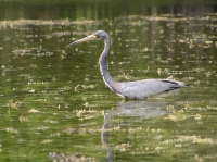 Okeefenokee_Tri-Color_Heron_JHinchman_2_Nature_Category.jpeg