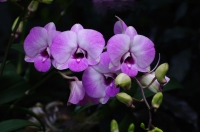 Orchid.jpg