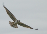 Osprey_in_Flight_R_Pauline.jpg