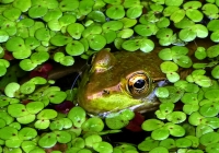 P1010639_Hiding_in_Duckweed--Jane_R.jpg