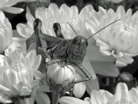 P1060320__Grasshopper_BW_-_JRoss.jpg