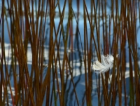 P1060894__Snagged_Feather-JER.jpg